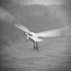 Jerry van de Beek - Egret Taking Off