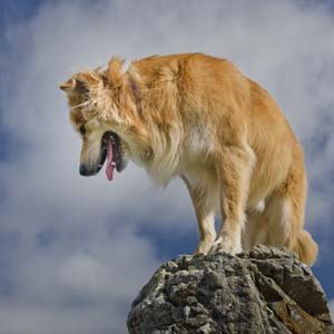 Jerry van de Beek - Icelandic Sheepdog on a Rock