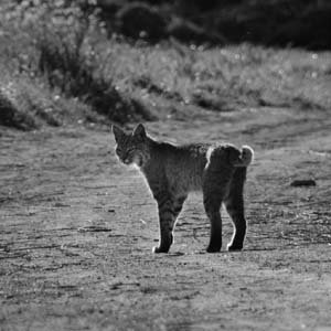 Jerry van de Beek - Bobcat