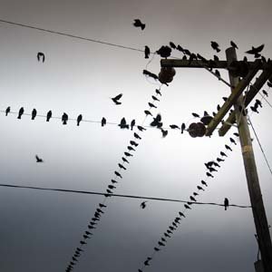 Jerry van de Beek - Birds on Electric Lines