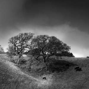 Jerry van de Beek - Oak Trees