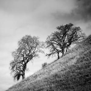 Jerry van de Beek - Oak Trees