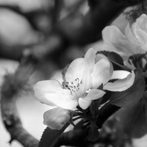 Jerry van de Beek - Apple Blossom