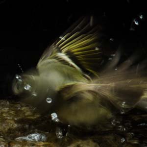 Jerry van de Beek - Bird Bathing
