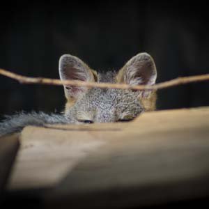 Jerry van de Beek - Baby Fox