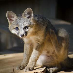 Jerry van de Beek - Young Fox