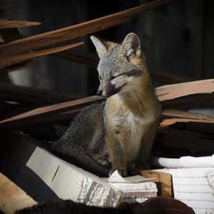 Jerry van de Beek - Baby Fox