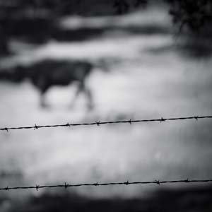 Jerry van de Beek - Barb Wire