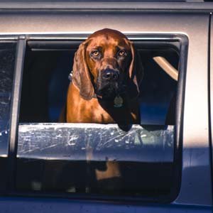 Jerry van de Beek - Dog in car