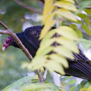 Jerry van de Beek - Vulture