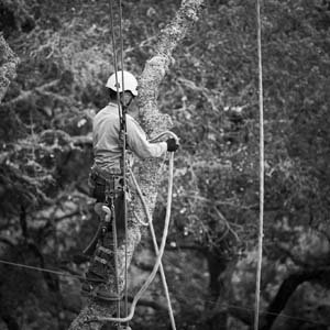Jerry van de Beek - TreeMasters removing an Old Oak