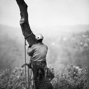 Jerry van de Beek - TreeMaster removing and old Oak