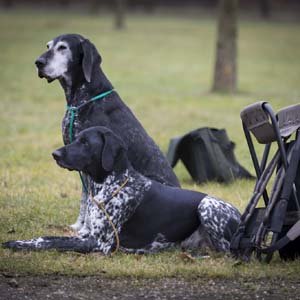 Jerry van de Beek - At Dog Training