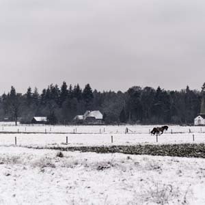 Jerry van de Beek - Horses in Snow