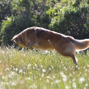 Jerry van de Beek - Sheepdog