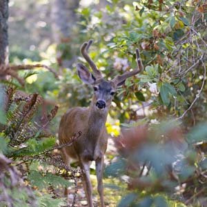 Jerry van de Beek - Stag