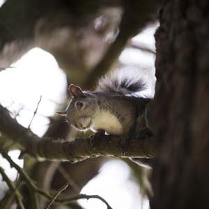 Jerry van de Beek - Squirrel