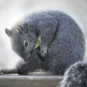 Jerry van de Beek - Squirrel