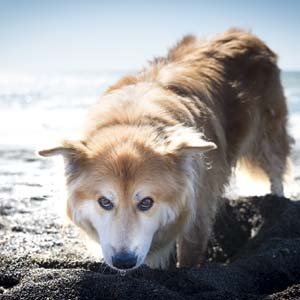 Jerry van de Beek - Icelandic Sheepdog at the Beach