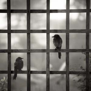 Jerry van de Beek - Birds in a Grid