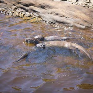 Jerry van de Beek - River Otters