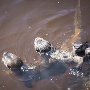 Jerry van de Beek - River Otters