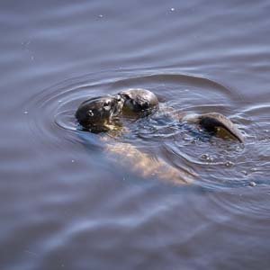 Jerry van de Beek - River Otters