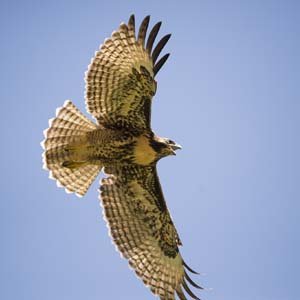 Jerry van de Beek - Redshoulder Hawk