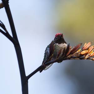 Jerry van de Beek - Hummingbird