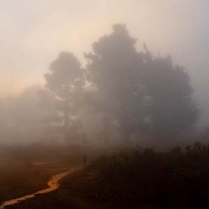 Jerry van de Beek - Foggy Landscape