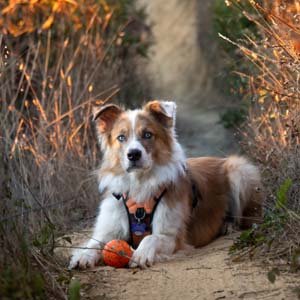 Jerry van de Beek - Border Collie