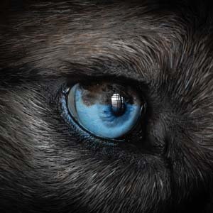 Jerry van de Beek - Dogs Eye