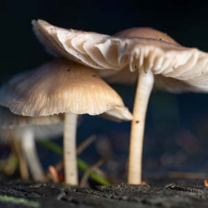 Jerry van de Beek - Mushrooms