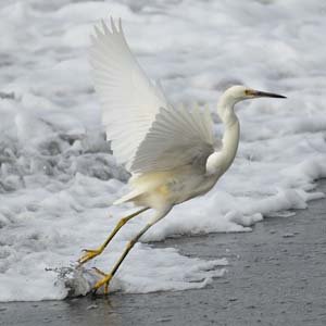 Jerry van de Beek - Egret Taking Off on the Beach