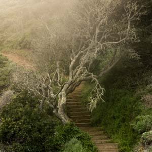 Jerry van de Beek - Old Tree