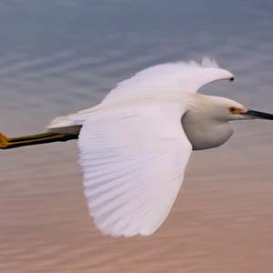 Jerry van de Beek - Egret in Flight