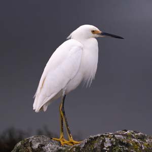 Jerry van de Beek - White Egret