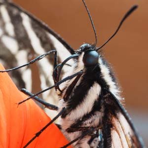 Jerry van de Beek - Swallowtail Butterfly