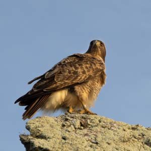 Jerry van de Beek - Redtail Hawk