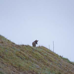 Jerry van de Beek - Coyote