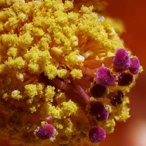 Jerry van de Beek - Macro Flower