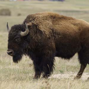Jerry van de Beek - Bison in Montana