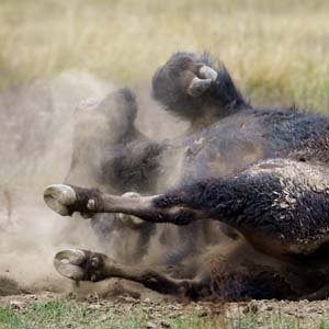 Jerry van de Beek - Bison Roling in the Sand