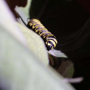 Jerry van de Beek - Monarch Caterpillar