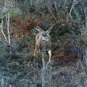 Jerry van de Beek - Stag