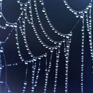 Jerry van de Beek - Dew on spiderweb