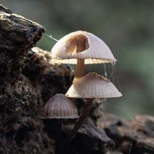 Jerry van de Beek - Mushrooms