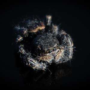Jerry van de Beek - Spider