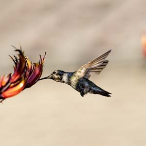 Jerry van de Beek - Hummingbird