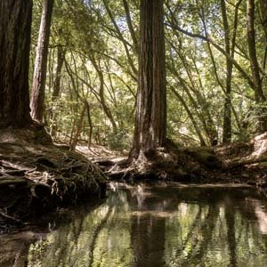Jerry van de Beek - Redwoods